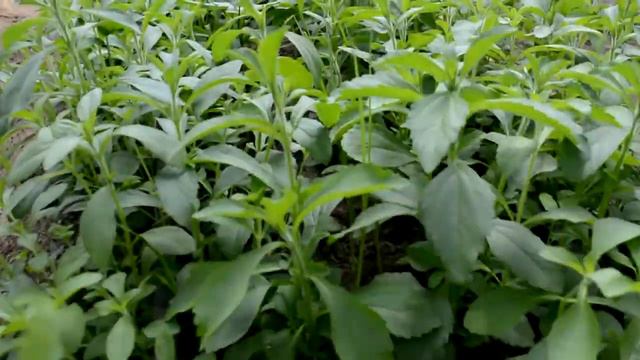 Stevia Nursery Of Agri Natural India In Collaboration With CSIR-IHBT Palampur In Polyhouse Ludhiana