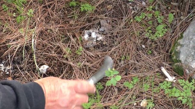 Грибы рядовки. Жареные грибы./Mushrooms