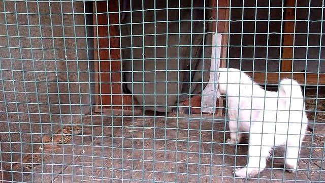 Щенки Западно-сибирской лайки Реймы - 4-ый помет - Reyma-ZSL.ru