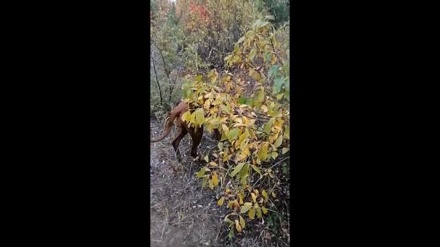 БОНЯ. ПРОГУЛКА С РИДЖБЕКОМ.