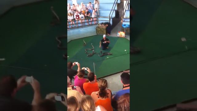 Змеи в Тайланде! Шоу которое нужно посмотреть!