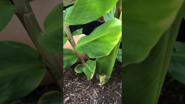 Shampoo Ginger | Growing Shampoo Ginger In Pots