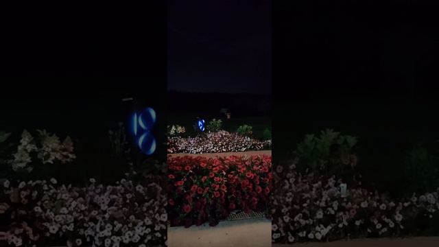 Petal_20240906_171910.mp4
