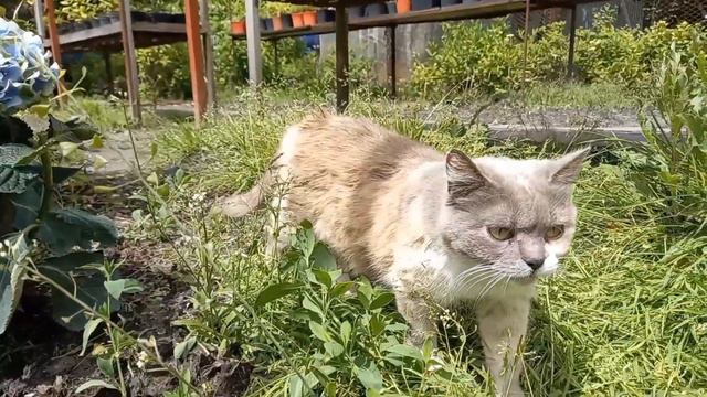 Утро в саду. Планирование садовых работ.