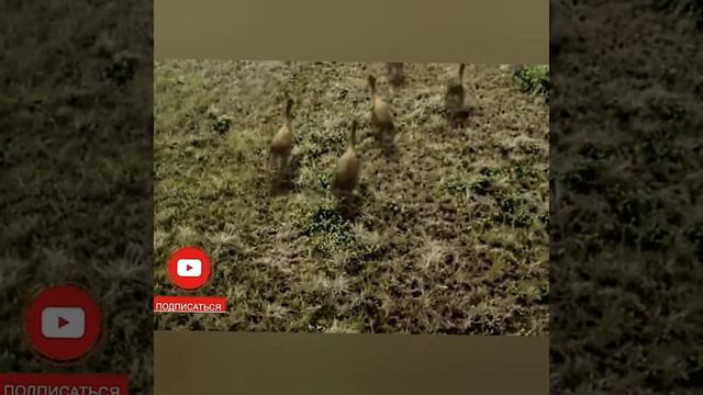 ОЛИГОЦЕН - Порождение ТРАВОЯДНЫХ и ХИЩНЫХ животных