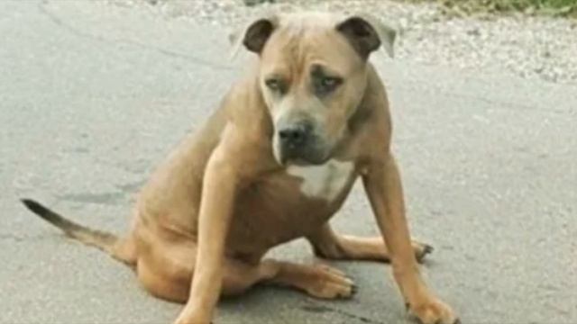 Собачку оставили на дороге, то, что с ней произошло шокирует..