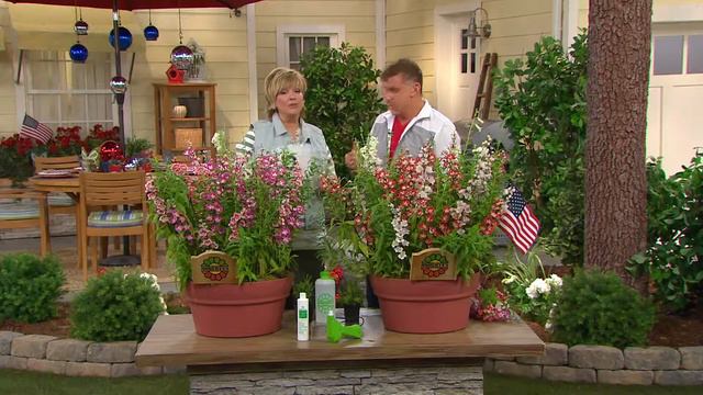 Roberta's 4-pc. Arabesque Series Penstemon Collection With Carolyn Gracie