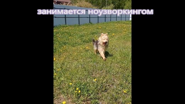 Баффи - мальчик-одуванчик. Ждет своего хозяина уже не один год