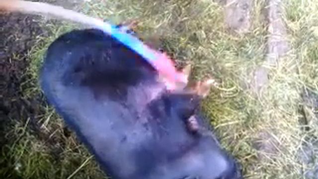 Свинки тоже любят ласку 2