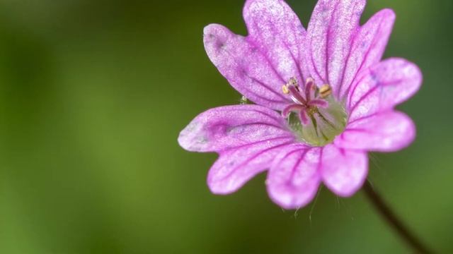 Macro Photography Slideshow With 6d Mark Ii