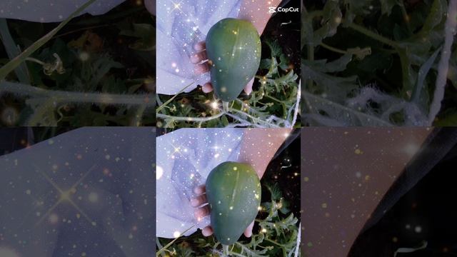 65080c92086d52c2d4099a5a6d8d4399