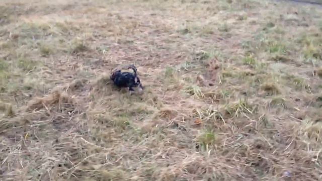 9a162d591f08129dc7c47acbbab8013c