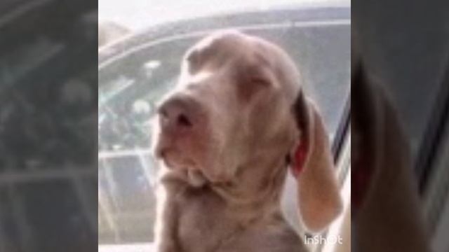 приколы под музыку ?