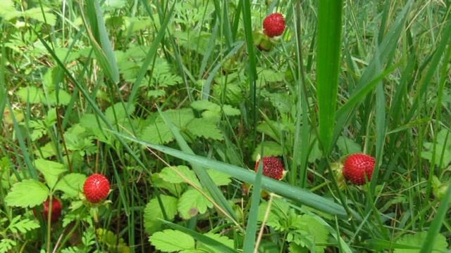 Земляника дикая Дюшенея  на набережной КОБУЛЕТИ