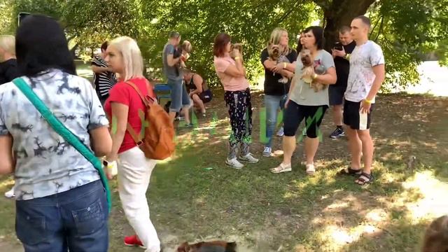 Встреча Йоркширских терьеров Харьков