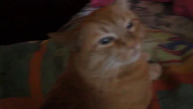 Ржач!!!Супер кот Жора разговаривает.Смешное видео с рыжим няшным котом