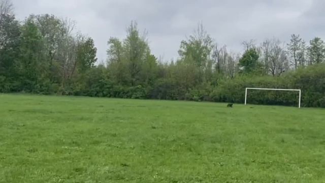 ALANIAN SHEPHERD HAKIRA сдача IGP-1.  95/83/85