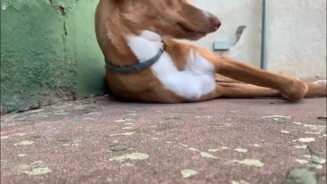 Xarnego Valenciano - TOP 10 Interesting Facts - Podenco Valenciano