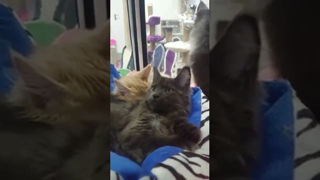 Мейн Кун голубой дым, кошка. 4 мес.