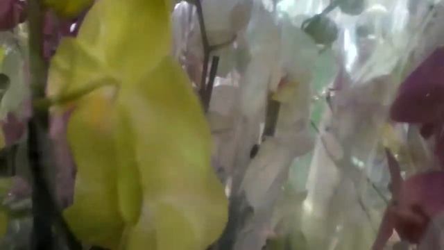 Завоз орхидей в Леруа 14.08.19 г.Кемерово