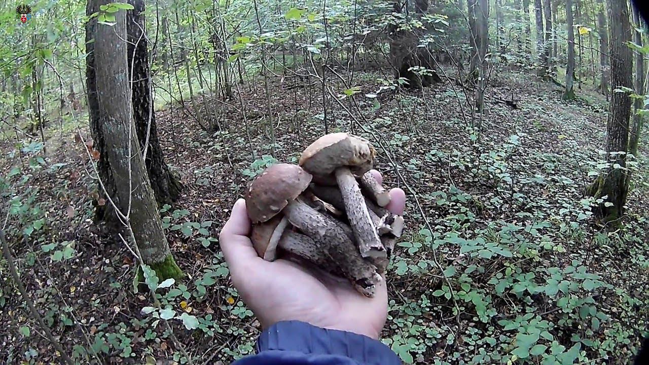 ТИХАЯ ОХОТА 2