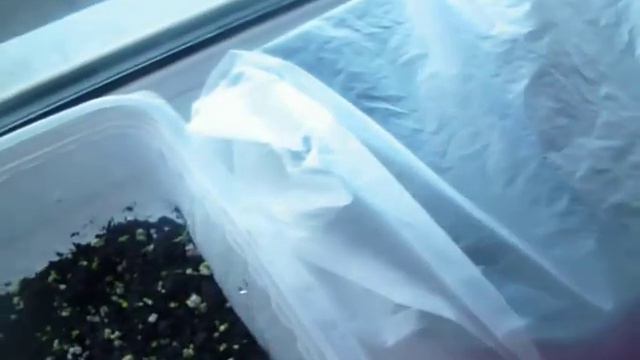 сею петунию на снег   петуния и кипяток