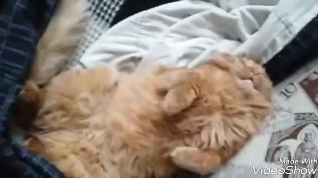 Спящий кот. Sleeping Cat.