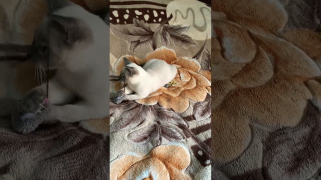 Тайский котёнок окраса блю-пойнт