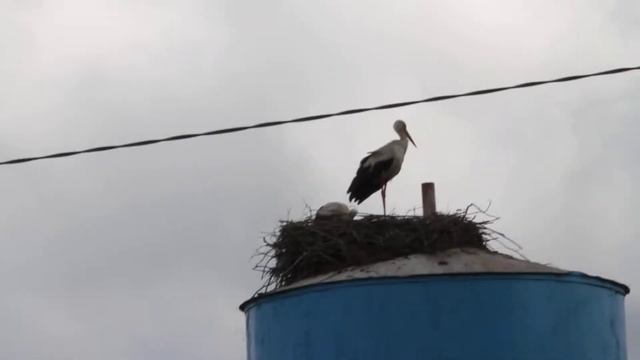 Аист и аистёнок. Стайки.