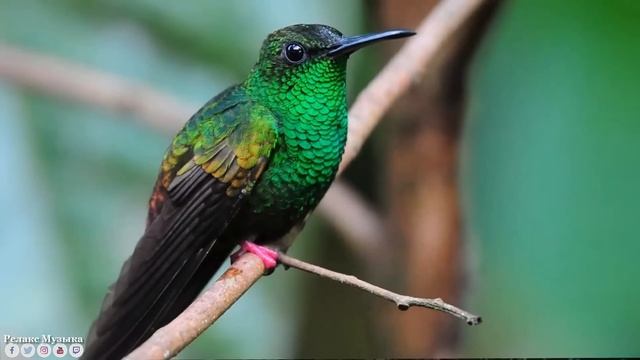 Музыка расслабляет нервную систему, улучшает память ? Сергей Грищук музыка #1