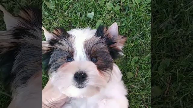 Бивер мальчик от 22.04.2019. Ищет хозяйку.