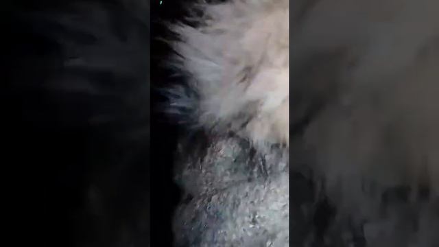 Луна не знает пути