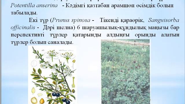 Базаргалиева А.А. Аймақтық флористика. Лекция №12