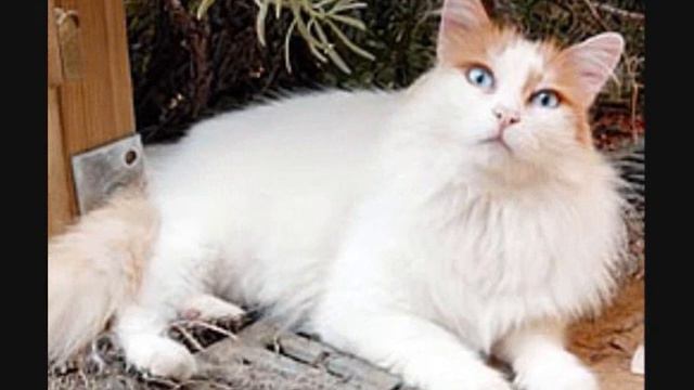 Turkish Van Cat - TurkishAnimals D.C.A