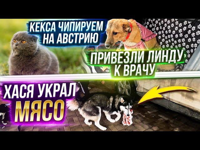 Чипируем Кексика в АвстриюПочему Линда не ходит на лапу? Валера привез собакам вкусняшки.