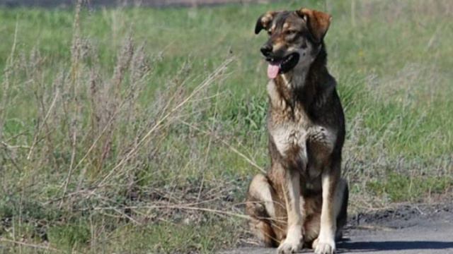 Лють, оповідання українською