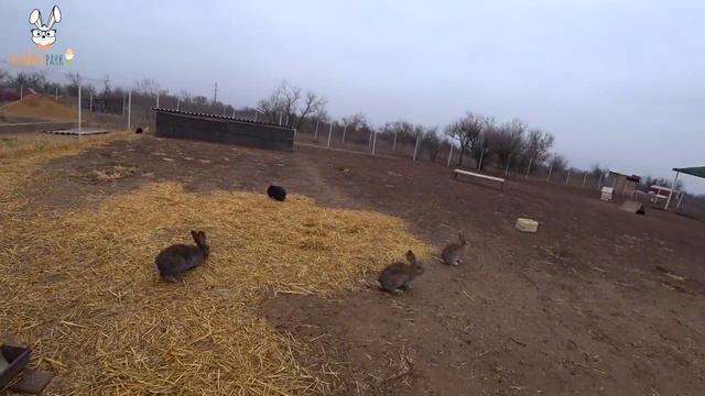 Рубль сыпется, доллар растет, а мы продолжаем строить королевство кроликов)