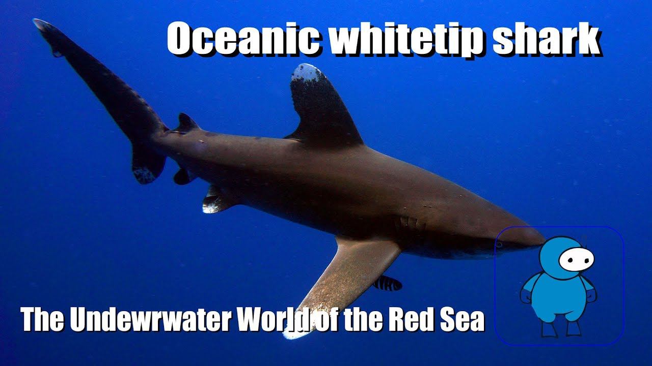 Белоперая океаническая акула. Длиннокрылая акула. Лонгиманус. Oceanic whitetip shark