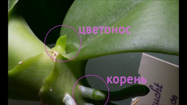 Знакомство с орхидеей Фаленопсис .Открываю новый плей лист для новичков!