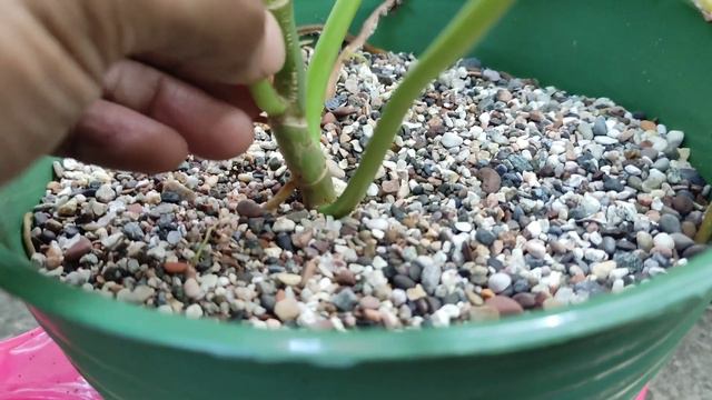 Cara Perbanyak Philodendron, Janda Bolong, Monstera, Syngonium, Scindapsus, Amydrium Yang Benar Bai