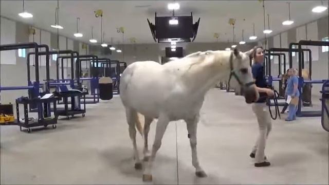 разные виды хромоты у лошади наглядно