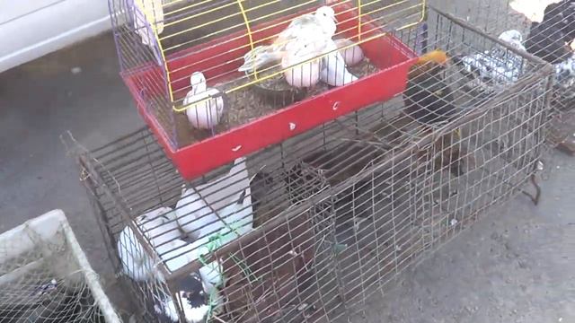 2018 Новая Каховка осень выставка птиц