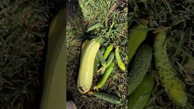 Первые кабачки