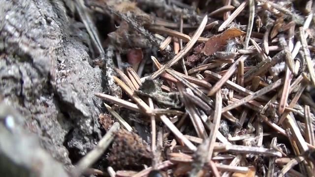 Camponotus Ligniperda