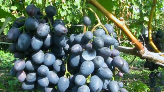 Надежда АЗОС