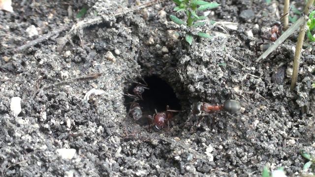 Муравейник амазонки