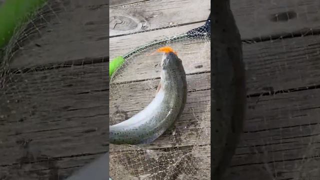 Огромные КАРПЫ и ФОРЕЛЬ на плавающий СИЛИКОН!!!