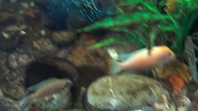 подводная съемка, самка инкубирует икру в аквариуме.