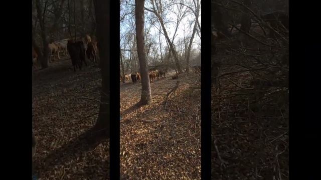 Перегоняю лошадей!Табунное коневодство! ?