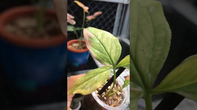 SYNGONIUM REDSPOT TRICOLOR , TANAMAN TERCANTIK DI DUNIA